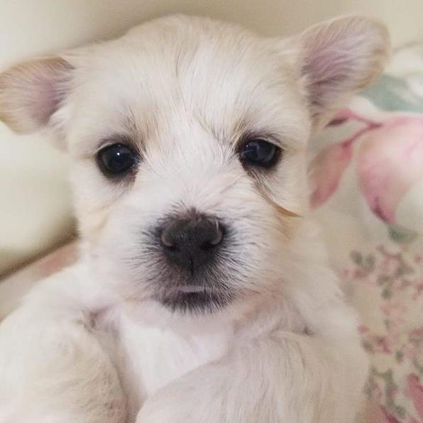 Contact Us Midnight Acres Kennel